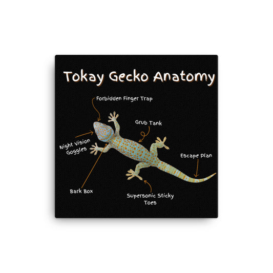 Tokay Gecko Anatomy Canvas