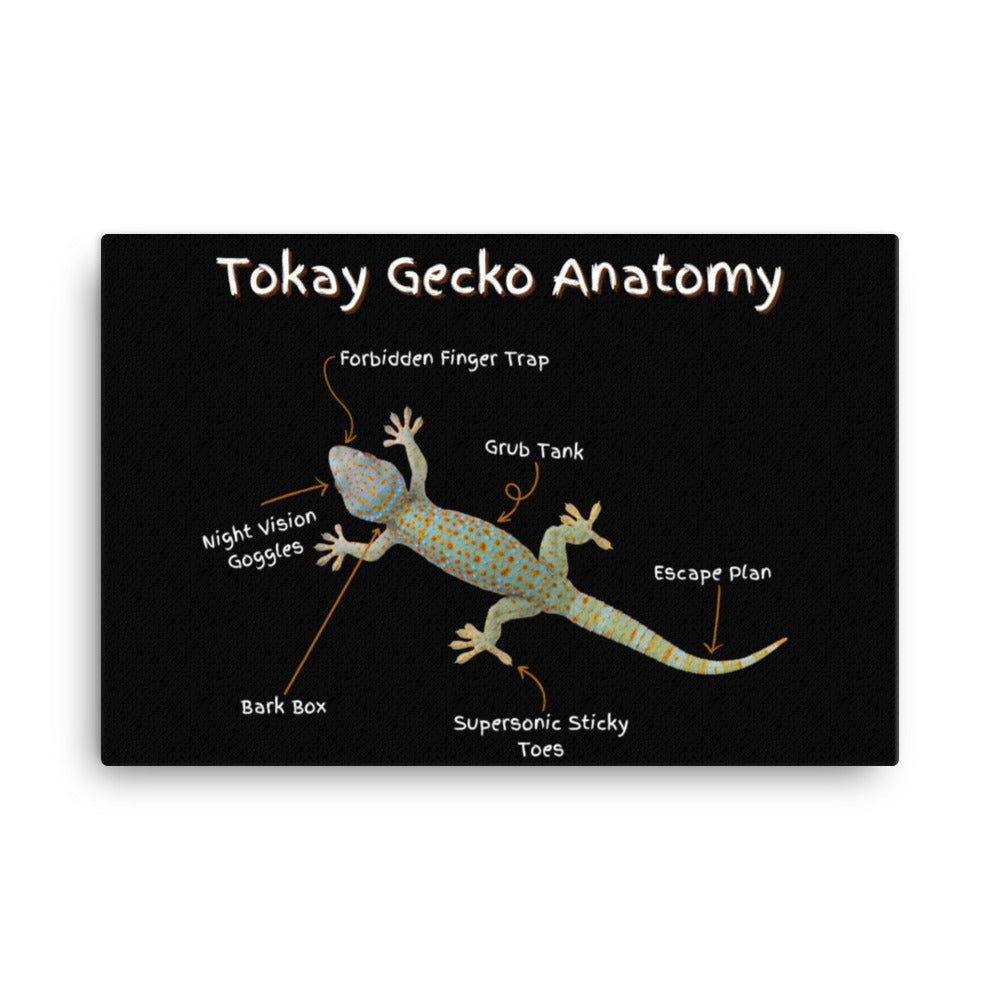 Tokay Gecko Anatomy Canvas