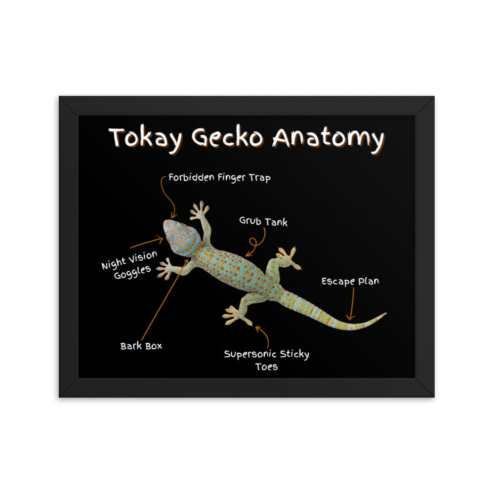 Tokay Gecko Anatomy Framed poster
