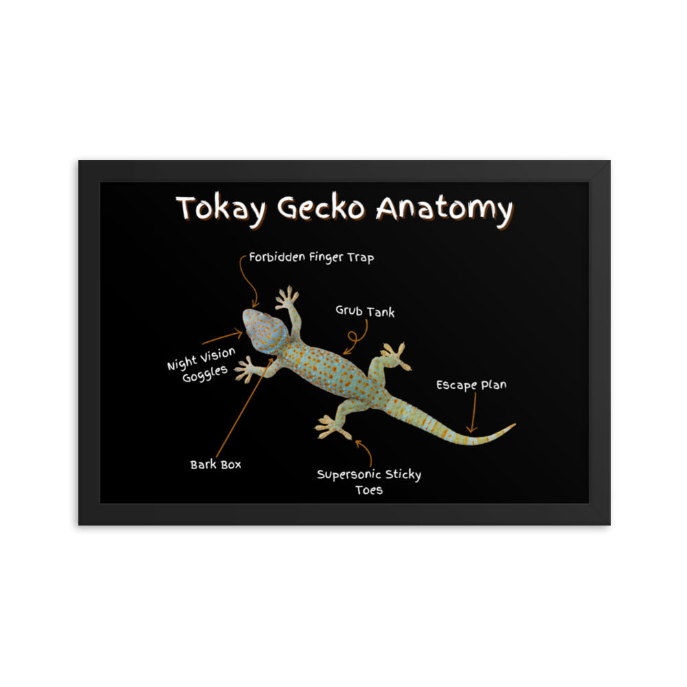 Tokay Gecko Anatomy Framed poster