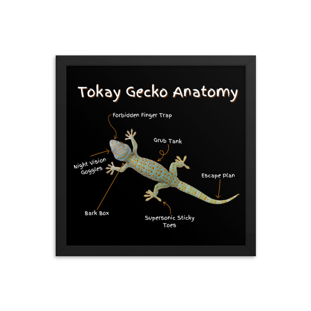 Tokay Gecko Anatomy Framed poster