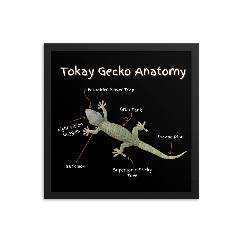 Tokay Gecko Anatomy Framed poster
