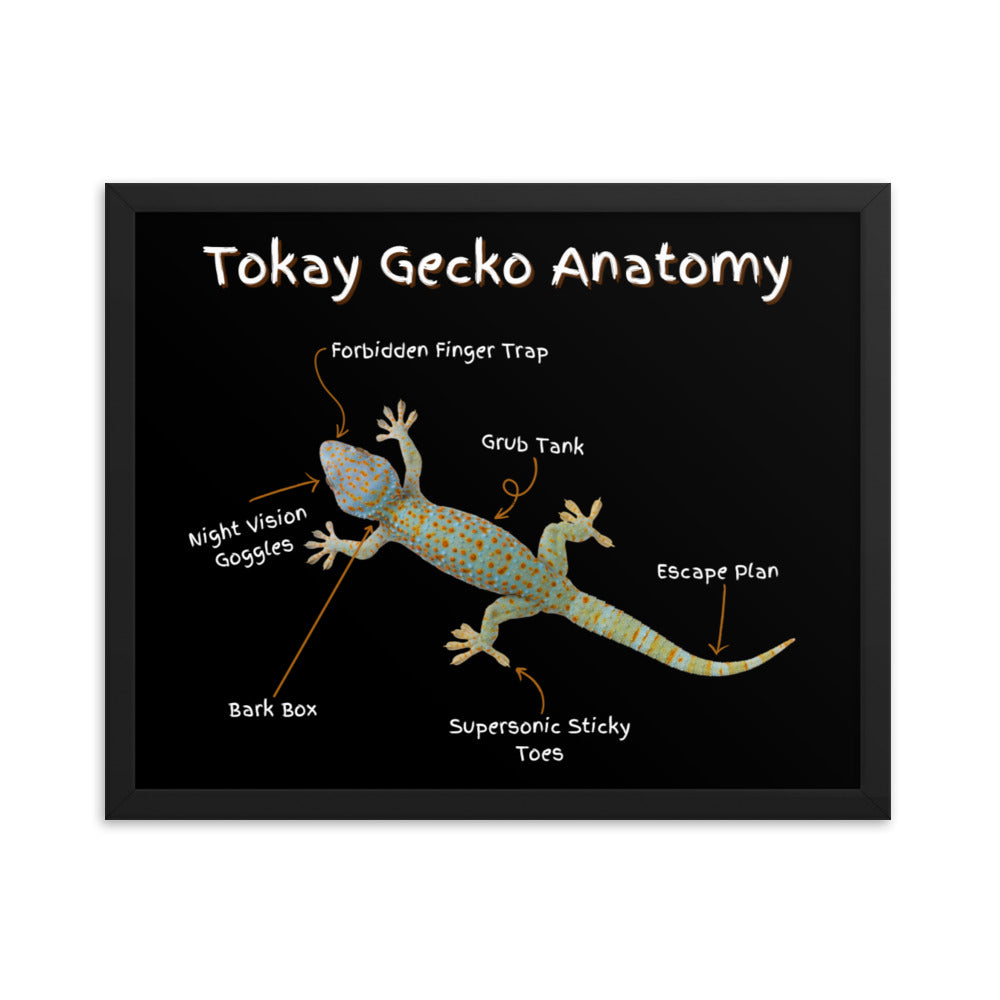 Tokay Gecko Anatomy Framed poster