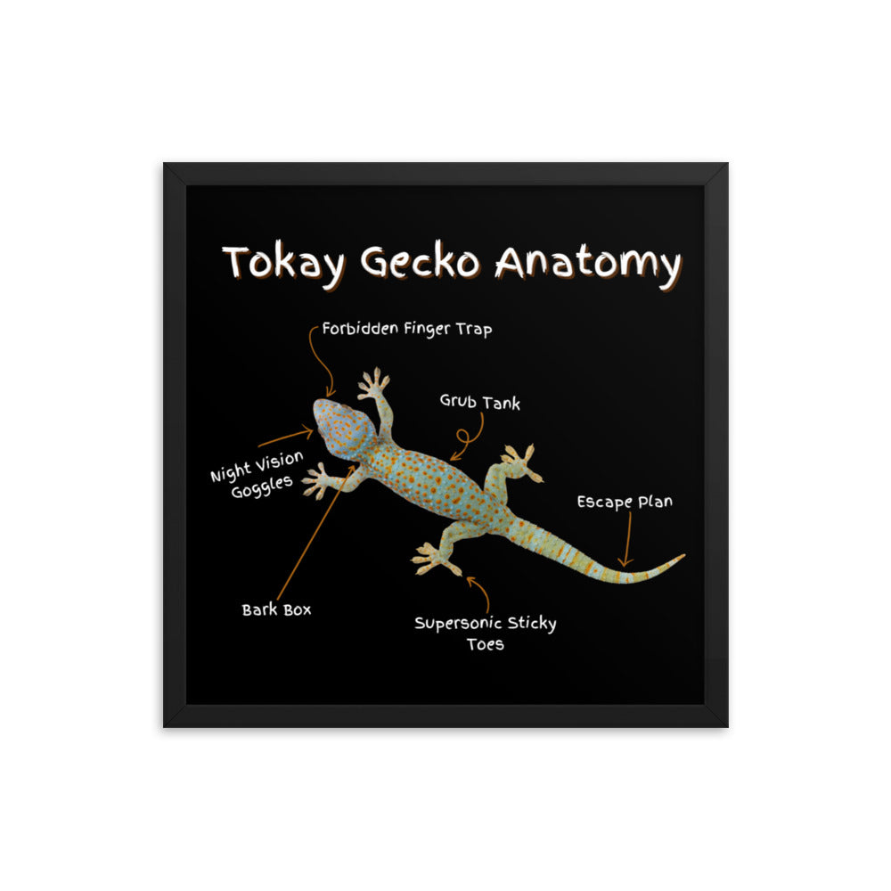 Tokay Gecko Anatomy Framed poster