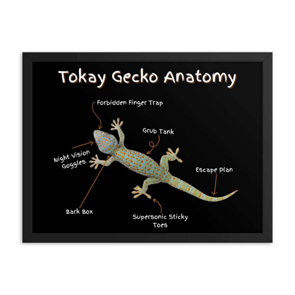 Tokay Gecko Anatomy Framed poster