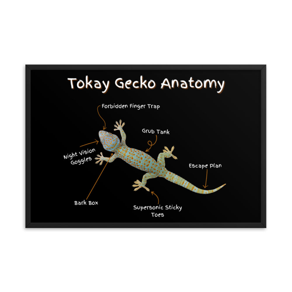 Tokay Gecko Anatomy Framed poster