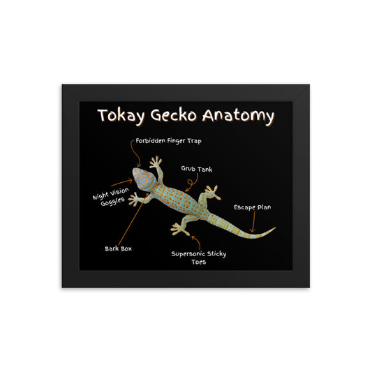 Tokay Gecko Anatomy Framed poster