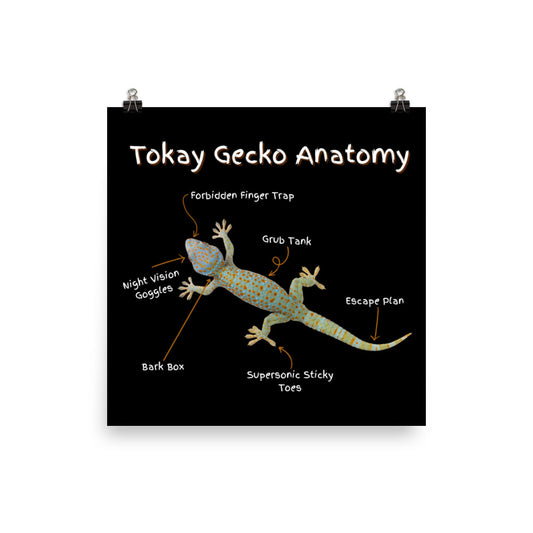 Tokay Gecko Anatomy Poster