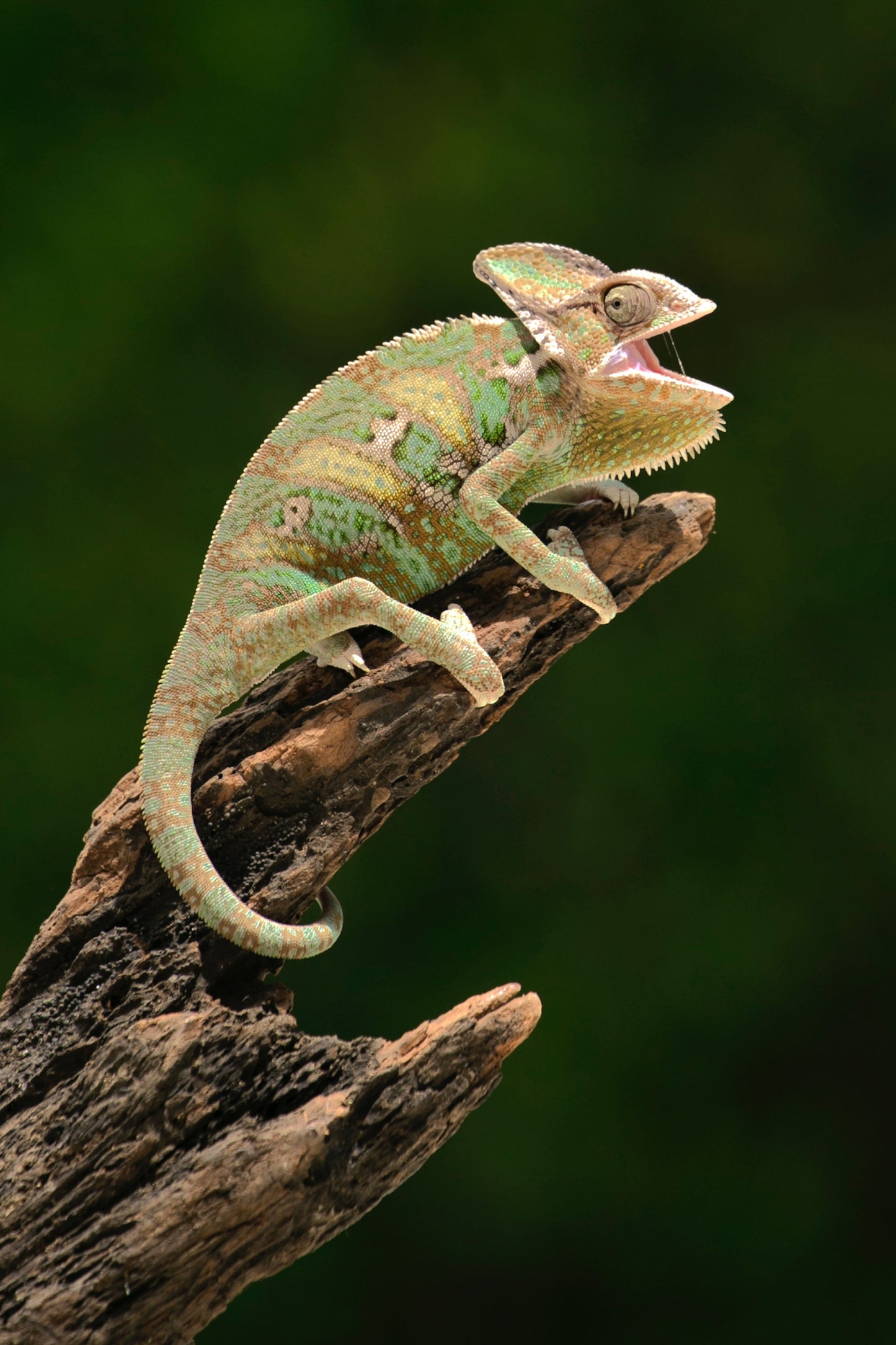 Sub Adult Veiled Chameleon For Sale