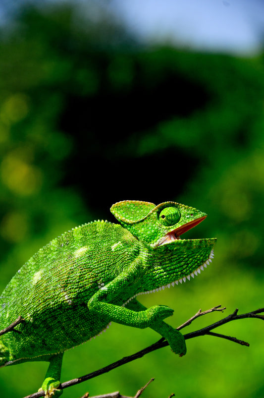 Sub Adult Veiled Chameleon For Sale