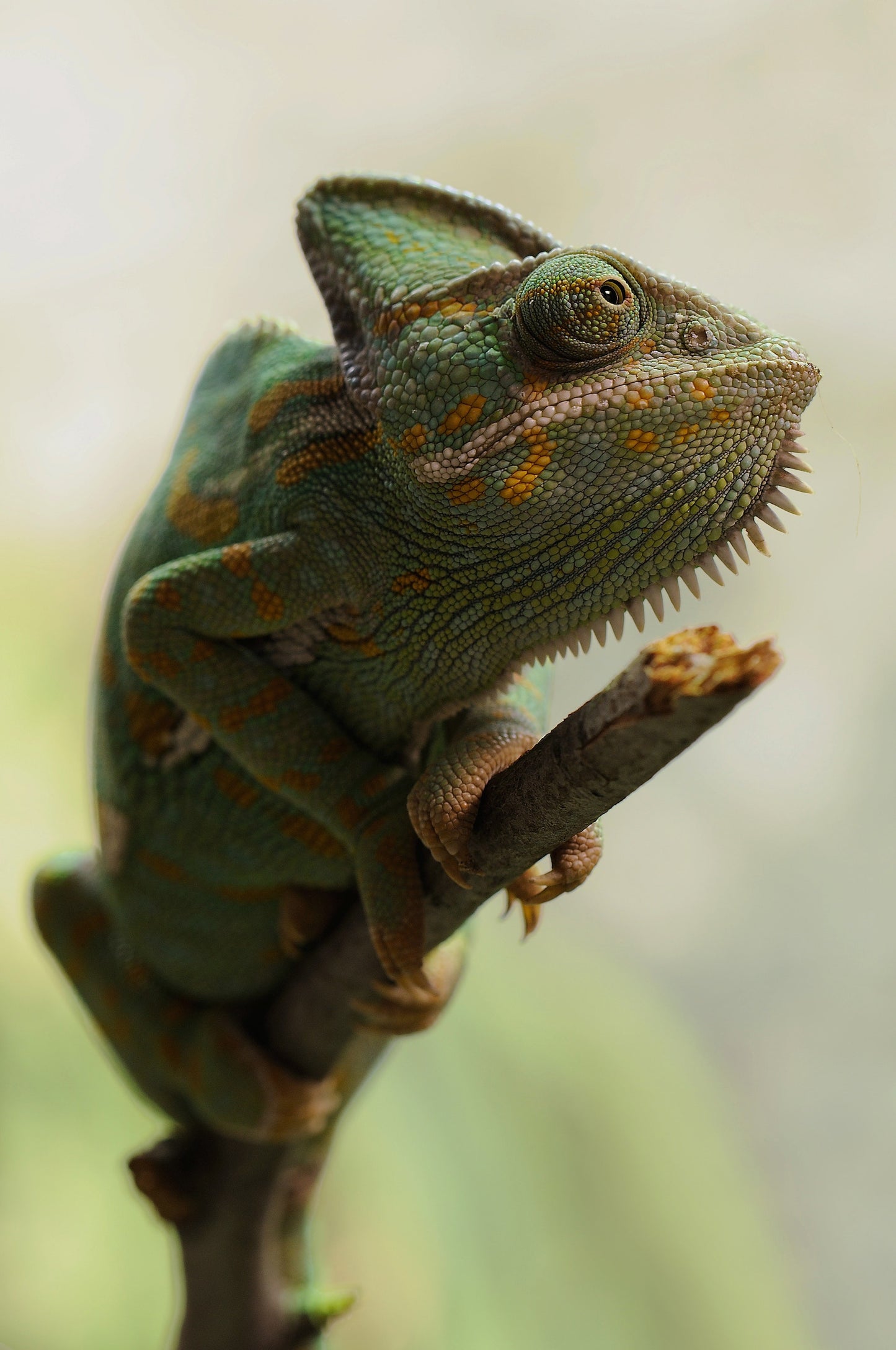 Adult Veiled Chameleons For Sale