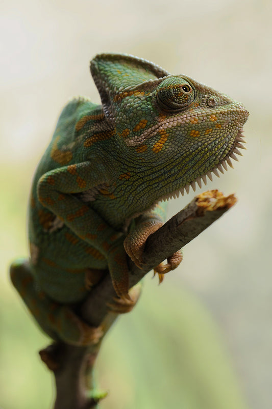 Adult Veiled Chameleons For Sale