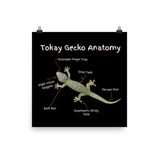 Tokay Gecko Anatomy Photo paper poster