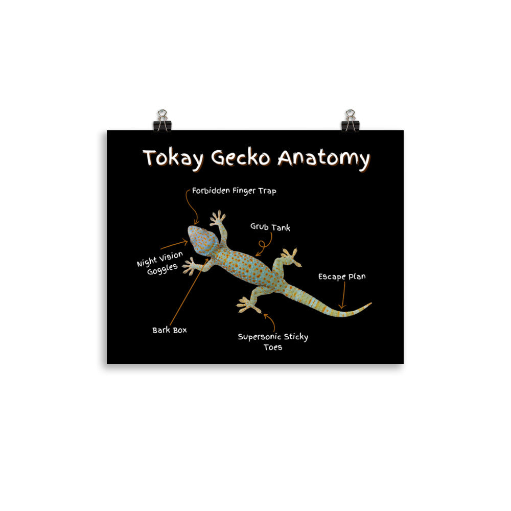 Tokay Gecko Anatomy Photo paper poster