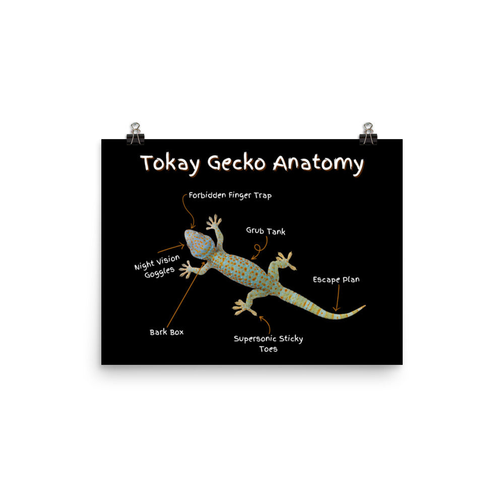 Tokay Gecko Anatomy Photo paper poster