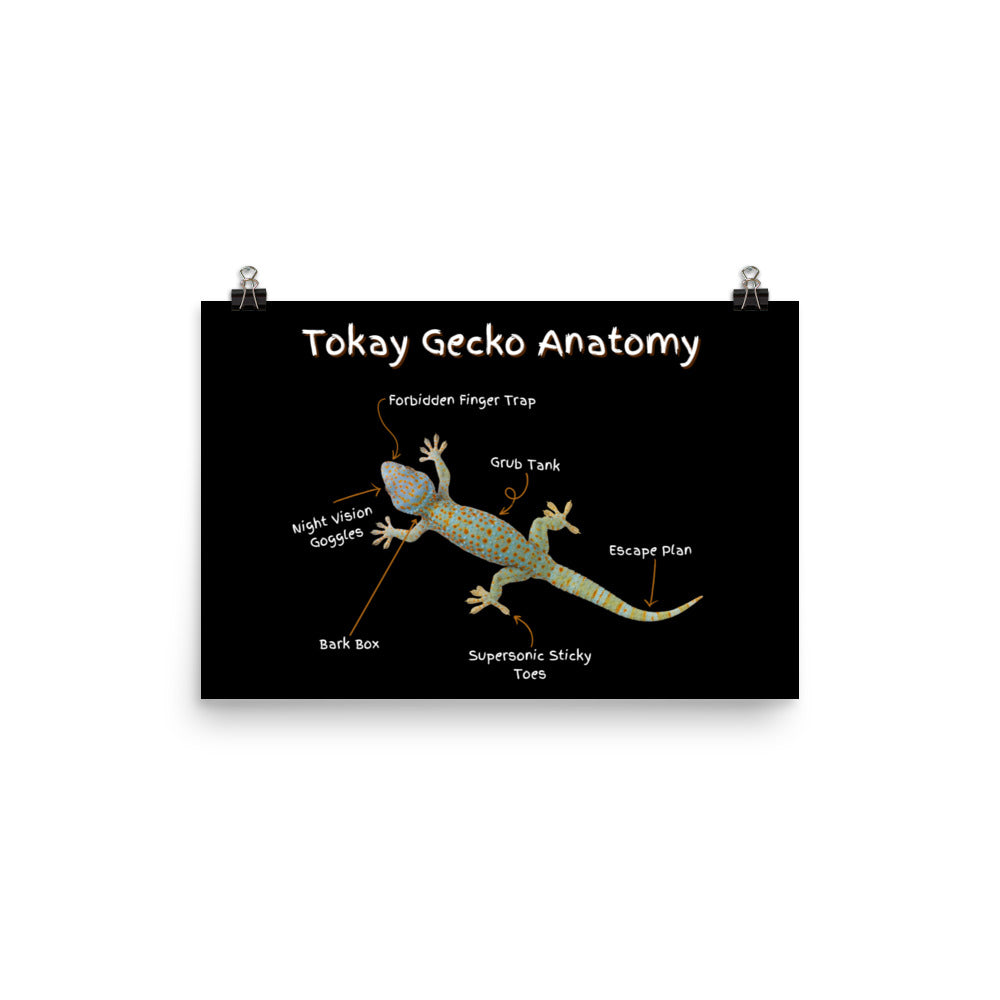 Tokay Gecko Anatomy Photo paper poster