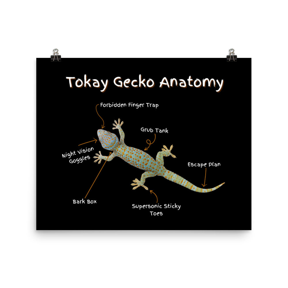 Tokay Gecko Anatomy Photo paper poster