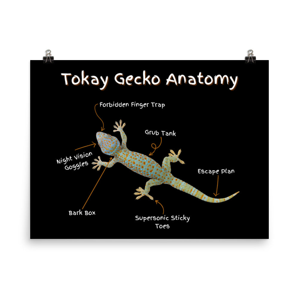 Tokay Gecko Anatomy Photo paper poster
