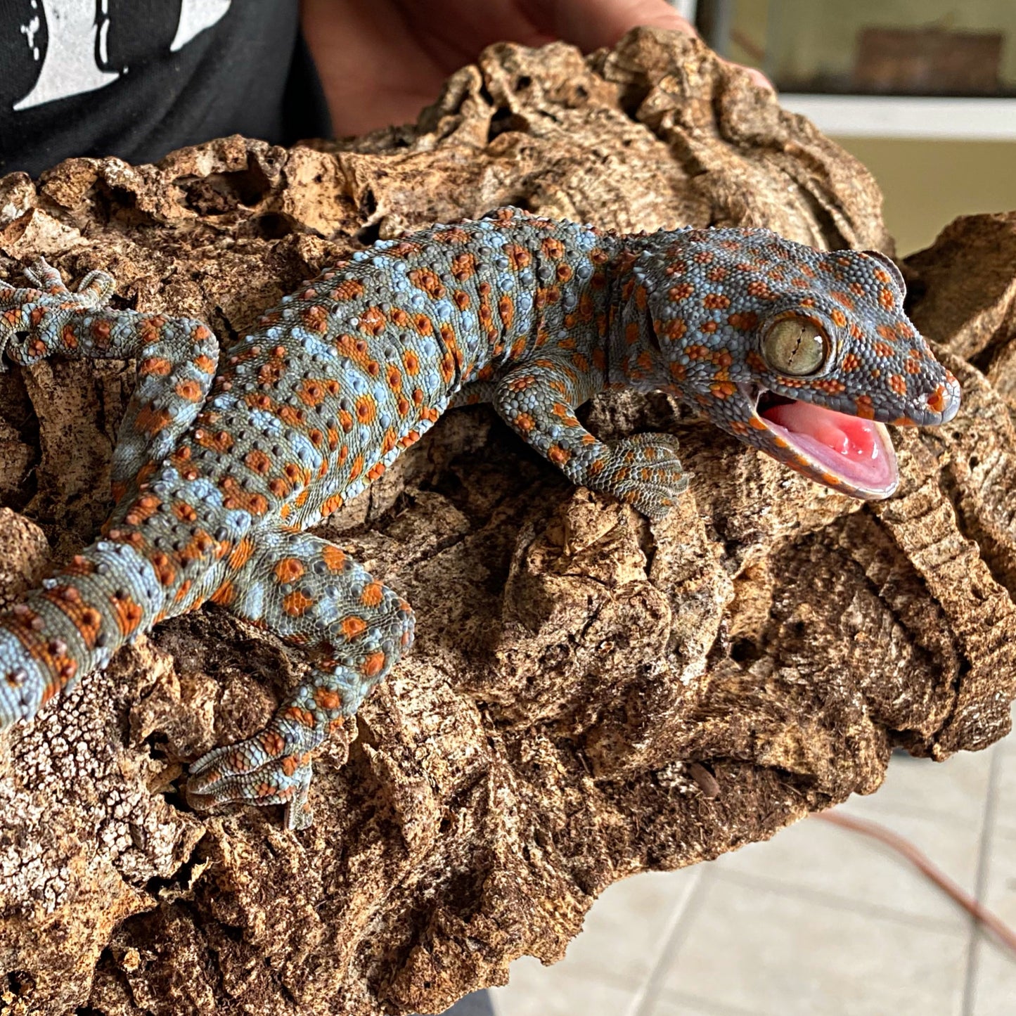 Tokay Gecko