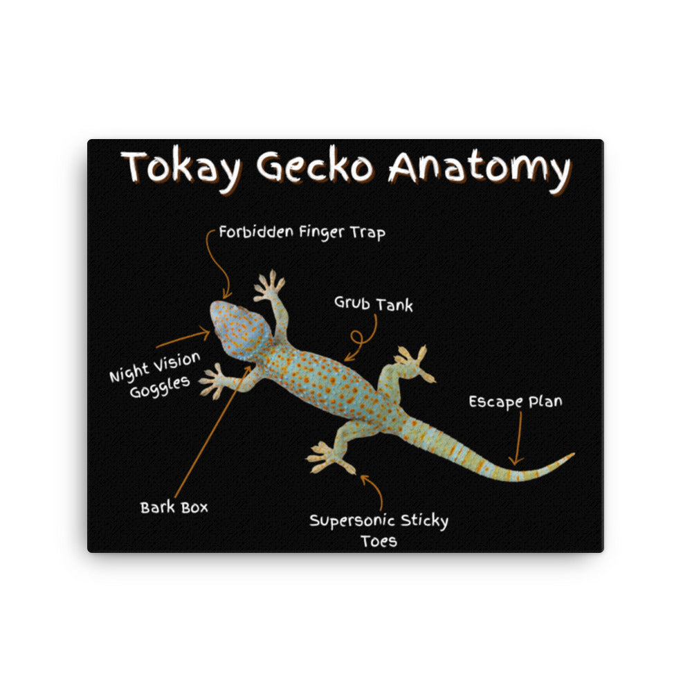 Tokay Gecko Anatomy Canvas