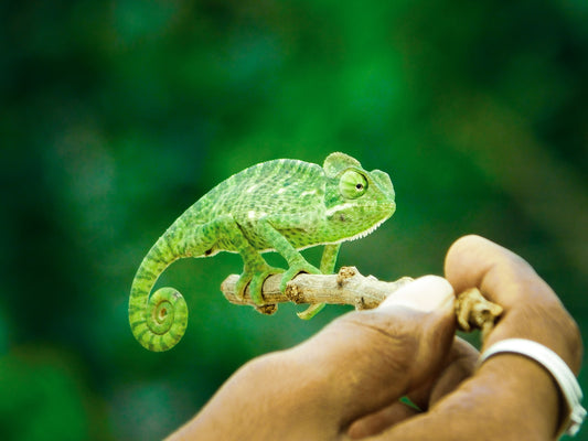 Juvenile Veiled Chameleons For Sale