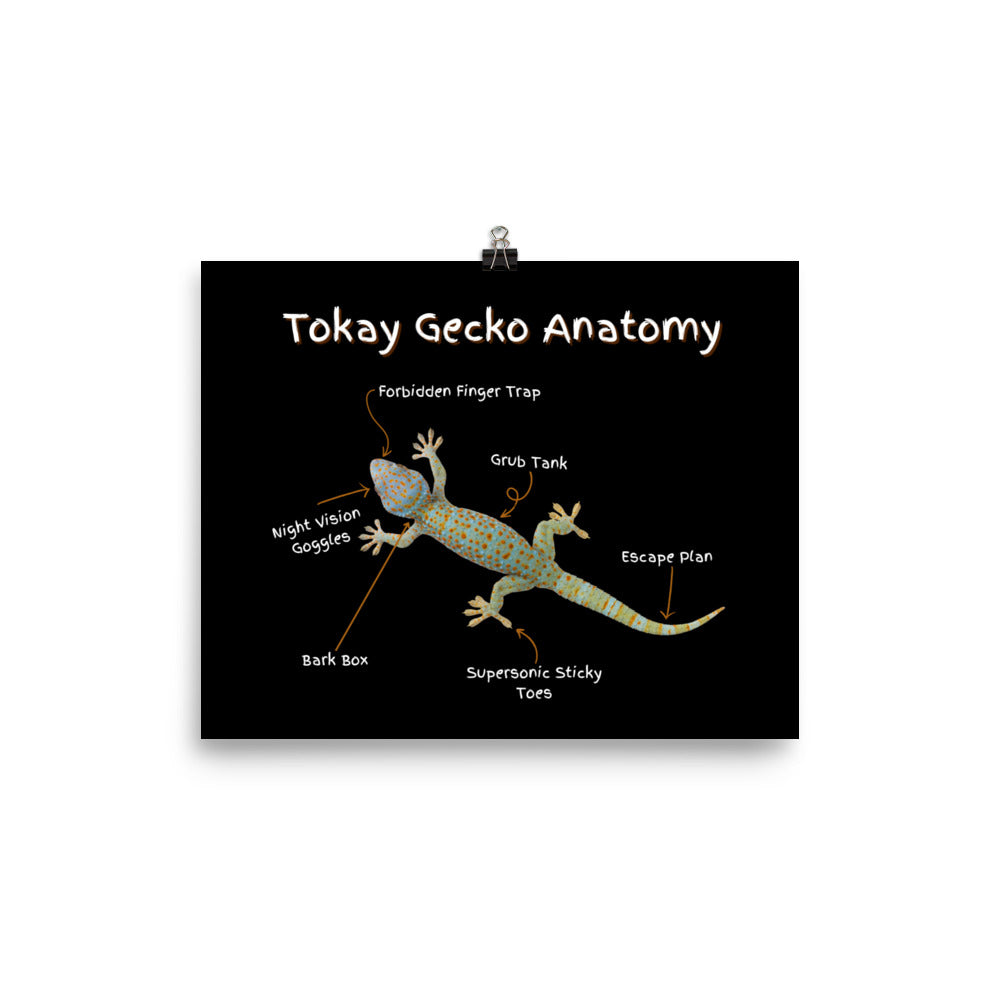 Tokay Gecko Anatomy Photo paper poster